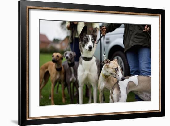 Dogs at Dog Show-Tim Kahane-Framed Photographic Print