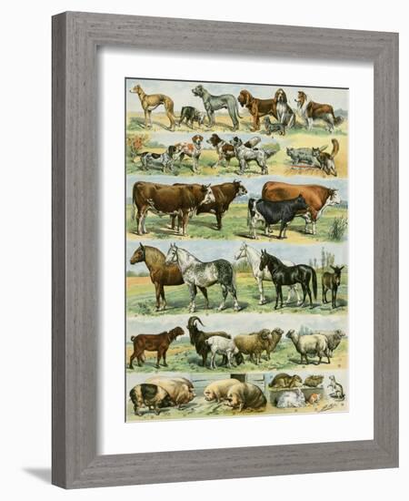 Dogs, Cats, Cattle, Horses, Goats, Sheep, Hogs, and Other Domesticated Animals-null-Framed Giclee Print