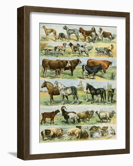 Dogs, Cats, Cattle, Horses, Goats, Sheep, Hogs, and Other Domesticated Animals-null-Framed Giclee Print