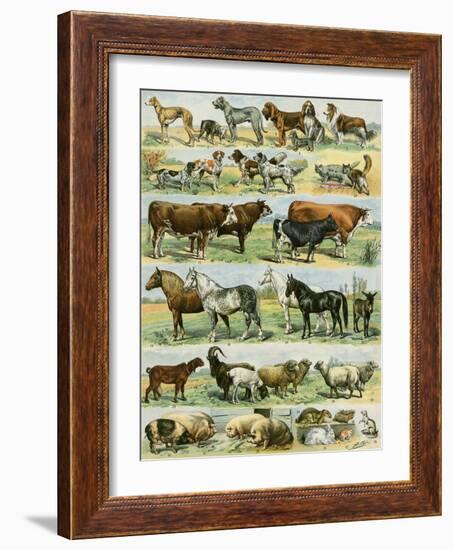 Dogs, Cats, Cattle, Horses, Goats, Sheep, Hogs, and Other Domesticated Animals-null-Framed Giclee Print