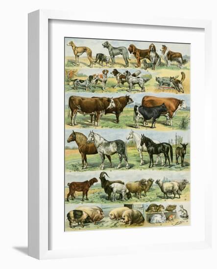 Dogs, Cats, Cattle, Horses, Goats, Sheep, Hogs, and Other Domesticated Animals-null-Framed Giclee Print