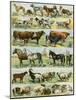 Dogs, Cats, Cattle, Horses, Goats, Sheep, Hogs, and Other Domesticated Animals-null-Mounted Giclee Print