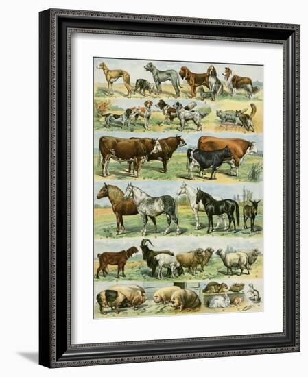 Dogs, Cats, Cattle, Horses, Goats, Sheep, Hogs, and Other Domesticated Animals-null-Framed Giclee Print