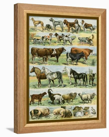 Dogs, Cats, Cattle, Horses, Goats, Sheep, Hogs, and Other Domesticated Animals-null-Framed Premier Image Canvas