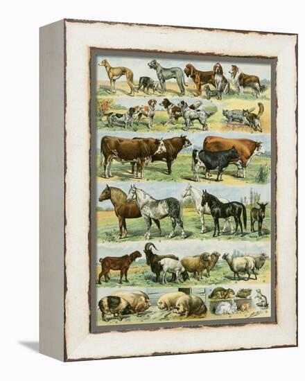 Dogs, Cats, Cattle, Horses, Goats, Sheep, Hogs, and Other Domesticated Animals-null-Framed Premier Image Canvas