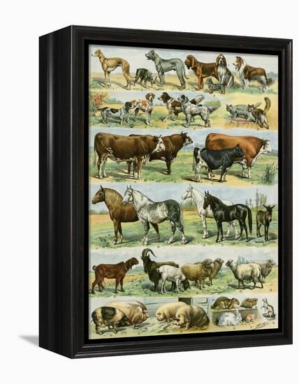 Dogs, Cats, Cattle, Horses, Goats, Sheep, Hogs, and Other Domesticated Animals-null-Framed Premier Image Canvas