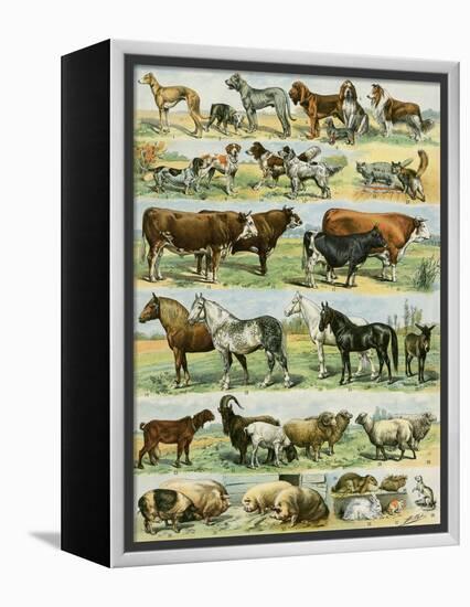 Dogs, Cats, Cattle, Horses, Goats, Sheep, Hogs, and Other Domesticated Animals-null-Framed Premier Image Canvas