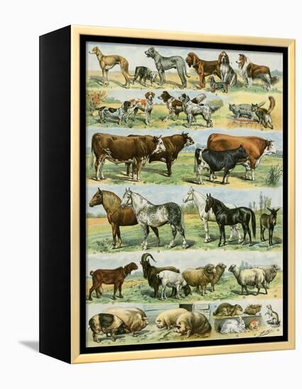 Dogs, Cats, Cattle, Horses, Goats, Sheep, Hogs, and Other Domesticated Animals-null-Framed Premier Image Canvas