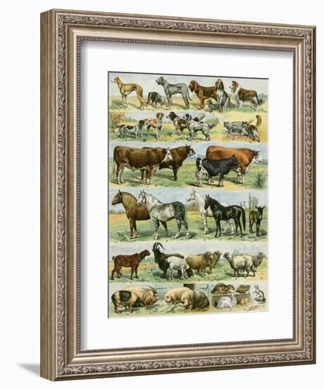 Dogs, Cats, Cattle, Horses, Goats, Sheep, Hogs, and Other Domesticated Animals-null-Framed Giclee Print