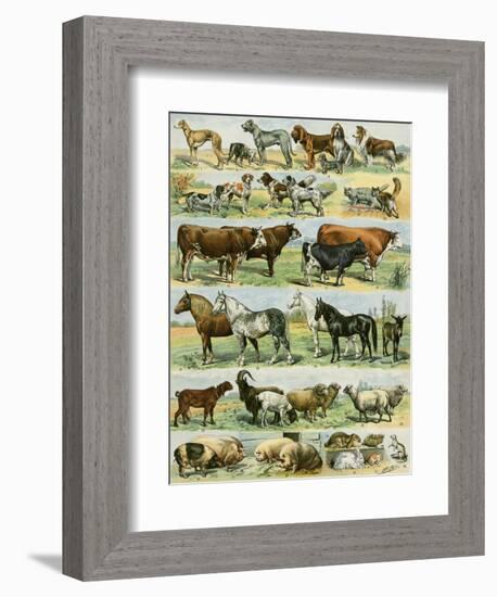 Dogs, Cats, Cattle, Horses, Goats, Sheep, Hogs, and Other Domesticated Animals-null-Framed Giclee Print