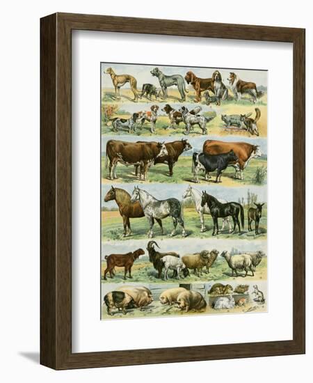 Dogs, Cats, Cattle, Horses, Goats, Sheep, Hogs, and Other Domesticated Animals-null-Framed Giclee Print