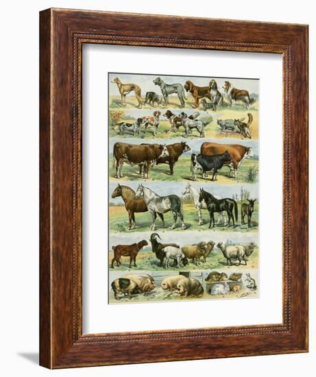 Dogs, Cats, Cattle, Horses, Goats, Sheep, Hogs, and Other Domesticated Animals-null-Framed Giclee Print