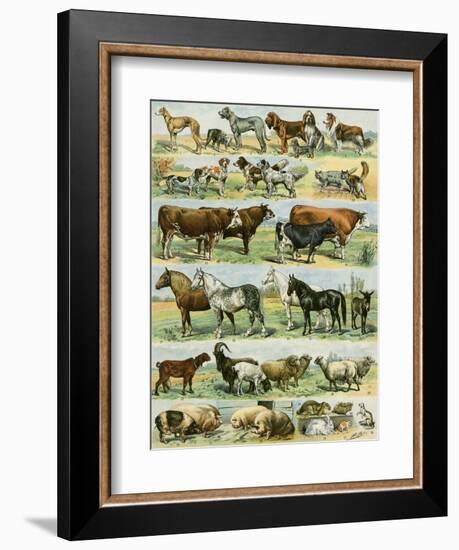 Dogs, Cats, Cattle, Horses, Goats, Sheep, Hogs, and Other Domesticated Animals-null-Framed Giclee Print