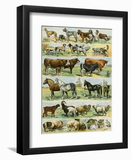 Dogs, Cats, Cattle, Horses, Goats, Sheep, Hogs, and Other Domesticated Animals-null-Framed Giclee Print