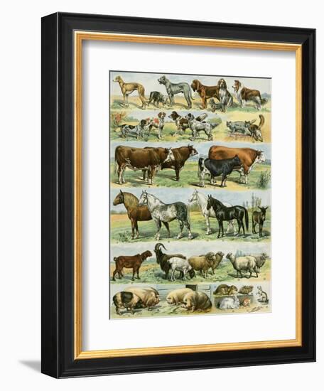 Dogs, Cats, Cattle, Horses, Goats, Sheep, Hogs, and Other Domesticated Animals-null-Framed Giclee Print