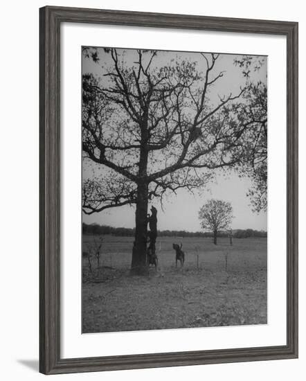 Dogs Chasing Raccoons During Coon Hunt-null-Framed Photographic Print