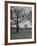 Dogs Chasing Raccoons During Coon Hunt-null-Framed Photographic Print