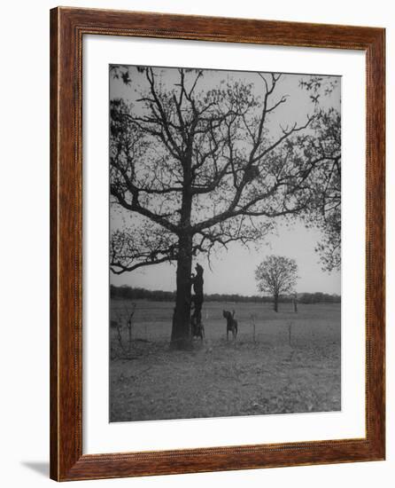 Dogs Chasing Raccoons During Coon Hunt-null-Framed Photographic Print