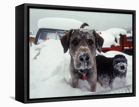 Dogs Covered in Snow, Crested Butte, CO-Paul Gallaher-Framed Premier Image Canvas