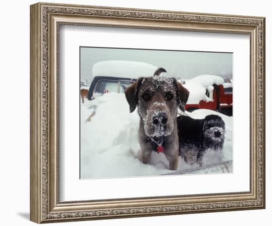 Dogs Covered in Snow, Crested Butte, CO-Paul Gallaher-Framed Photographic Print