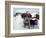 Dogs Covered in Snow, Crested Butte, CO-Paul Gallaher-Framed Photographic Print