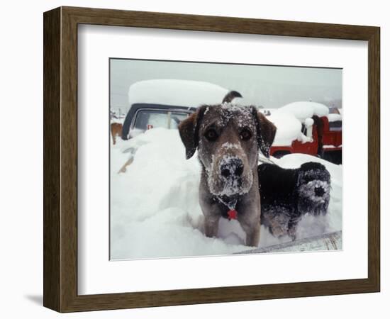 Dogs Covered in Snow, Crested Butte, CO-Paul Gallaher-Framed Photographic Print