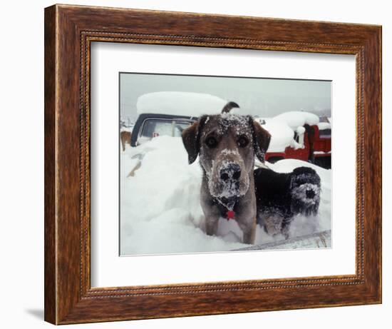 Dogs Covered in Snow, Crested Butte, CO-Paul Gallaher-Framed Photographic Print