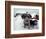 Dogs Covered in Snow, Crested Butte, CO-Paul Gallaher-Framed Photographic Print