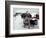 Dogs Covered in Snow, Crested Butte, CO-Paul Gallaher-Framed Photographic Print