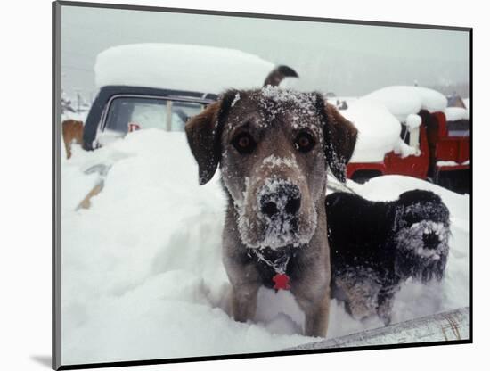 Dogs Covered in Snow, Crested Butte, CO-Paul Gallaher-Mounted Photographic Print