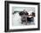 Dogs Covered in Snow, Crested Butte, CO-Paul Gallaher-Framed Photographic Print