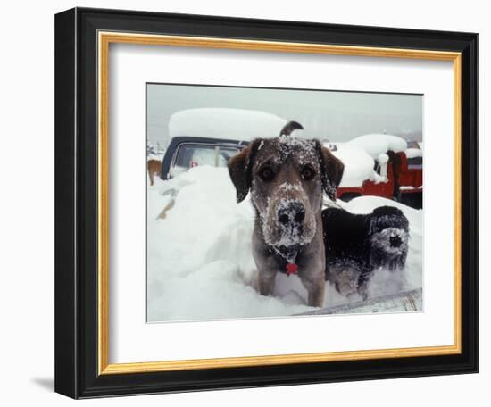 Dogs Covered in Snow, Crested Butte, CO-Paul Gallaher-Framed Photographic Print