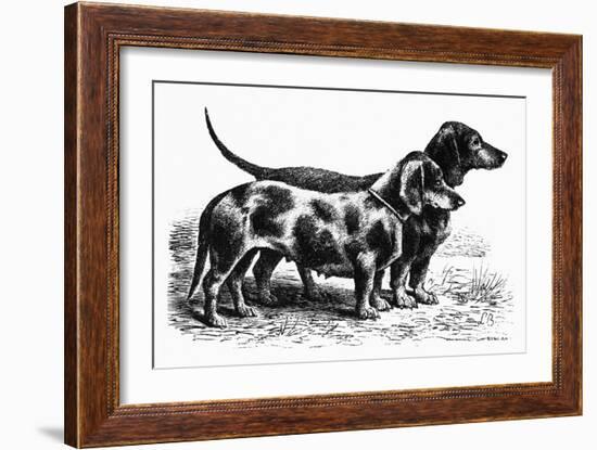 Dogs: Dachshunds-null-Framed Giclee Print