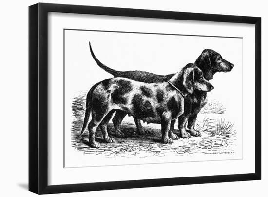 Dogs: Dachshunds-null-Framed Giclee Print