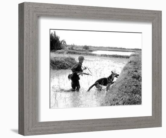 Dogs in Vietnam-Associated Press-Framed Photographic Print