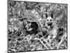 Dogs in Vietnam-Associated Press-Mounted Photographic Print