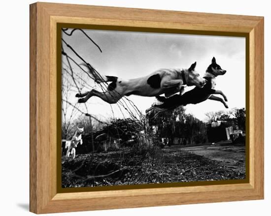 Dogs Leaping Over Wire Fence-Layne Kennedy-Framed Premier Image Canvas