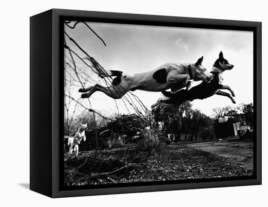 Dogs Leaping Over Wire Fence-Layne Kennedy-Framed Premier Image Canvas