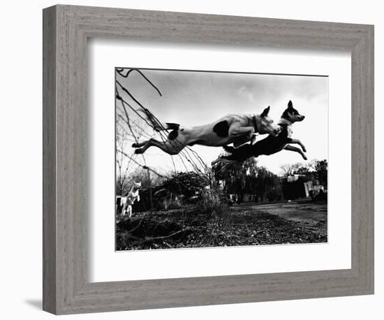 Dogs Leaping Over Wire Fence-Layne Kennedy-Framed Photographic Print