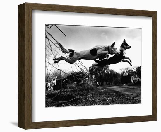 Dogs Leaping Over Wire Fence-Layne Kennedy-Framed Photographic Print