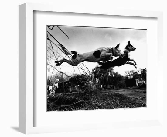 Dogs Leaping Over Wire Fence-Layne Kennedy-Framed Photographic Print