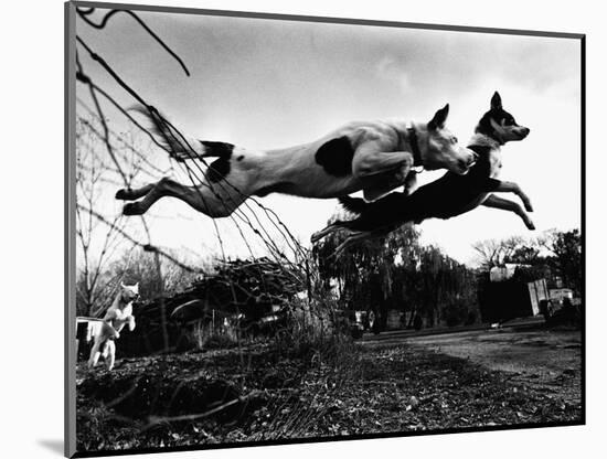 Dogs Leaping Over Wire Fence-Layne Kennedy-Mounted Photographic Print
