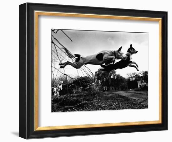 Dogs Leaping Over Wire Fence-Layne Kennedy-Framed Photographic Print