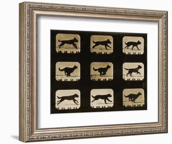 Dogs Running, from the 'Animal Locomotion' Series, C.1881-Eadweard Muybridge-Framed Giclee Print