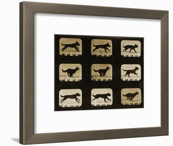 Dogs Running, from the 'Animal Locomotion' Series, C.1881-Eadweard Muybridge-Framed Giclee Print