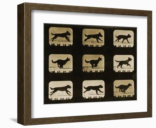 Dogs Running, from the 'Animal Locomotion' Series, C.1881-Eadweard Muybridge-Framed Giclee Print