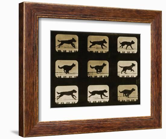 Dogs Running, from the 'Animal Locomotion' Series, C.1881-Eadweard Muybridge-Framed Giclee Print