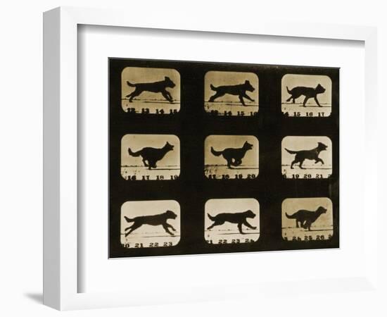 Dogs Running, from the 'Animal Locomotion' Series, C.1881-Eadweard Muybridge-Framed Giclee Print