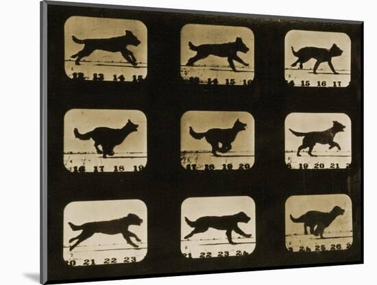 Dogs Running, from the 'Animal Locomotion' Series, C.1881-Eadweard Muybridge-Mounted Giclee Print