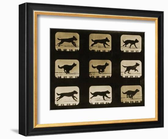 Dogs Running, from the 'Animal Locomotion' Series, C.1881-Eadweard Muybridge-Framed Giclee Print